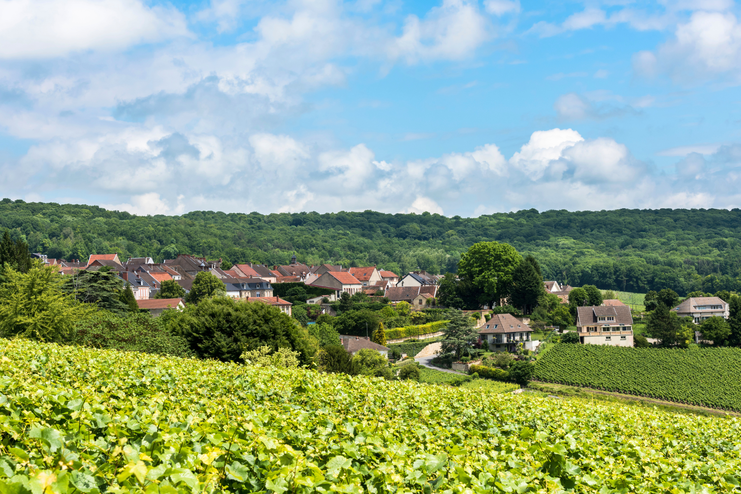 04_Hautvillers[1].webp